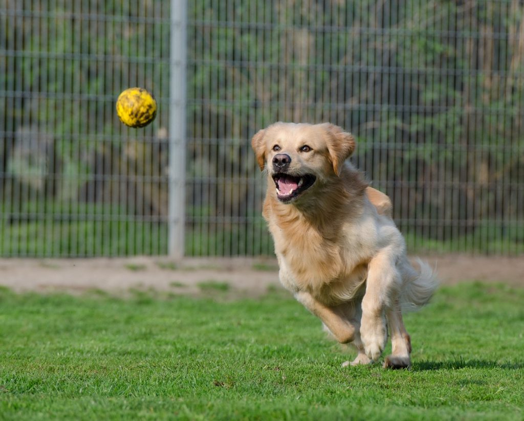 A golden retriever chases a ball in the park.
